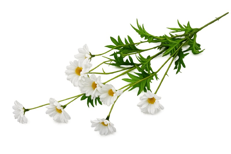 Picture of Artificial Daisy Stem 82cm