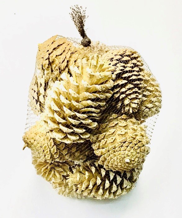Maritima Cone Bleached x 15