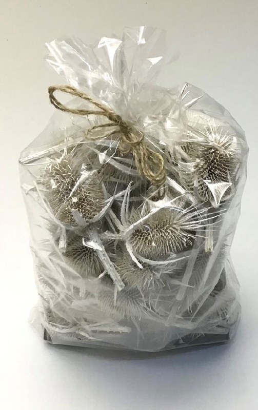 Dried Thistle Heads White Wash x 50