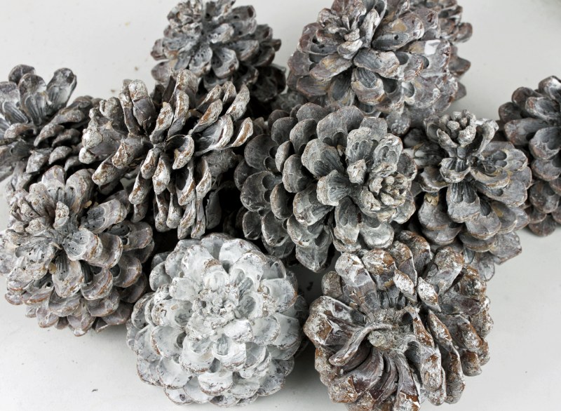 Pinea Cone Large White Wash x 15