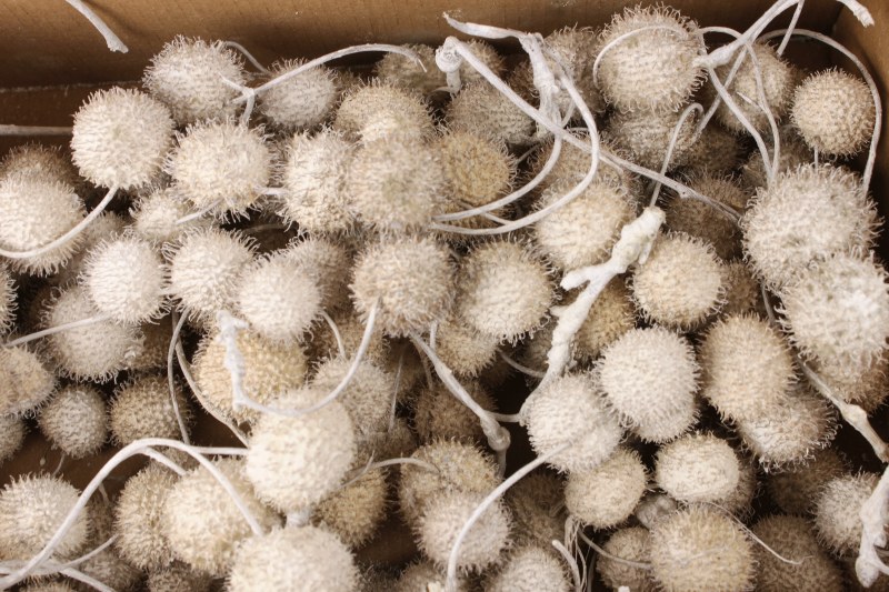 Dried Plane Tree Fruit Pods 500g White Wash
