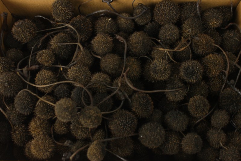 Picture of Dried Plane Tree Fruit Pods 500g Black Wash