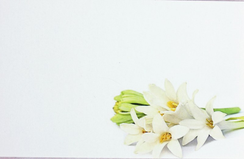 Picture of Florist Gifts Small Lily x 50pcs