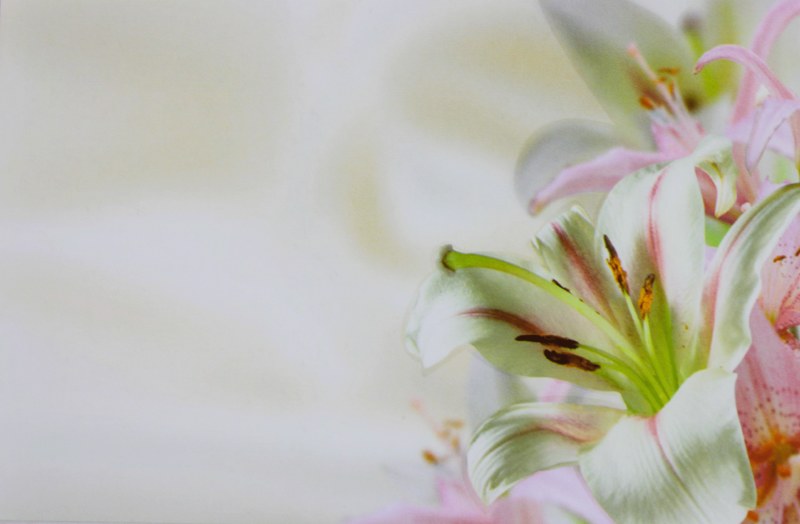 Picture of Florist Cards Large Lily x 9pcs
