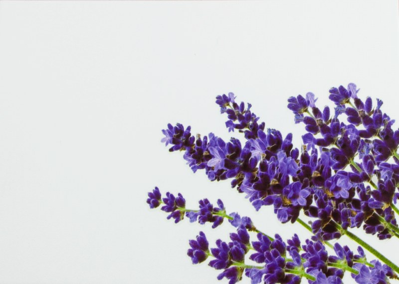 Picture of Florist Cards Large lavender x 9pcs