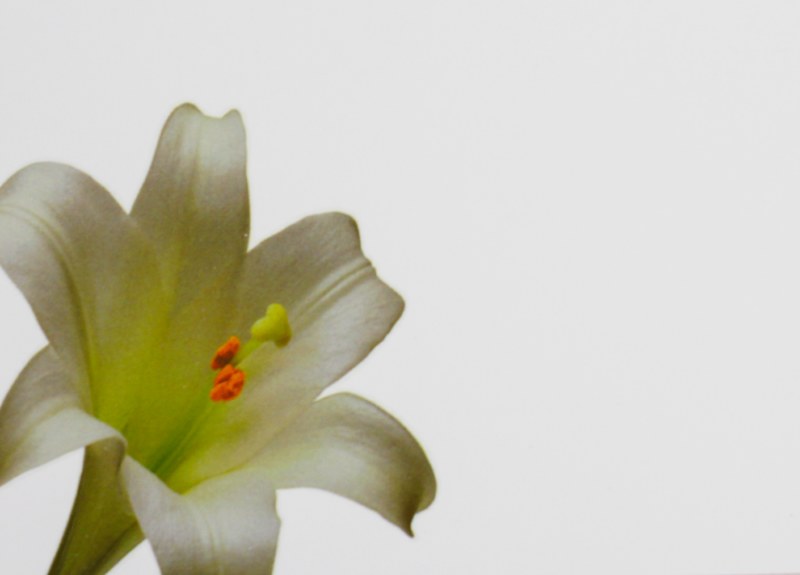 Florist Cards Large Lily x 9pcs