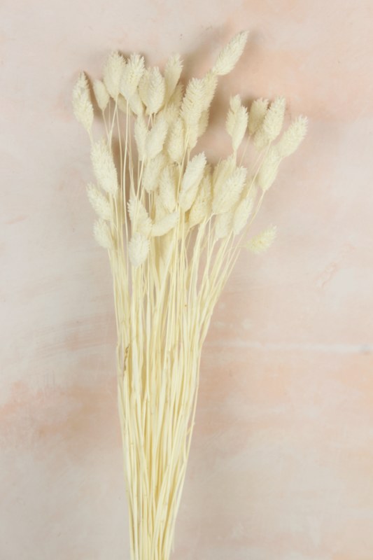 Dried Phalaris white x 50 Stems(approx)