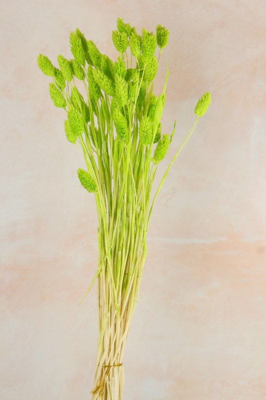 Picture of Dried Phalaris Green x 50 Stems(approx)