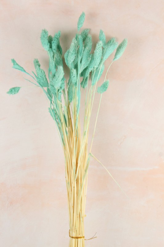 Picture of Dried Phalaris Blue x 50 Stems(approx)