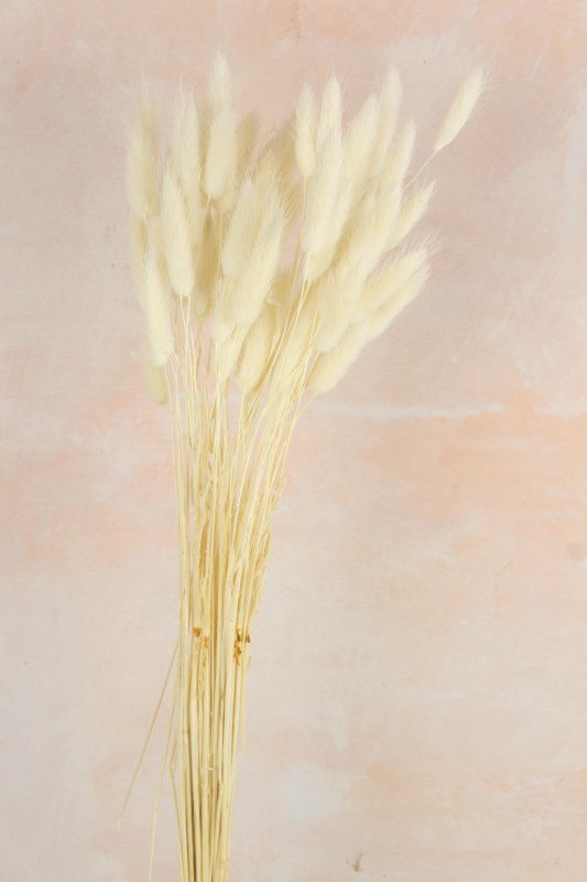 Picture of Lagurus Bundle White 50 Stems(approx)