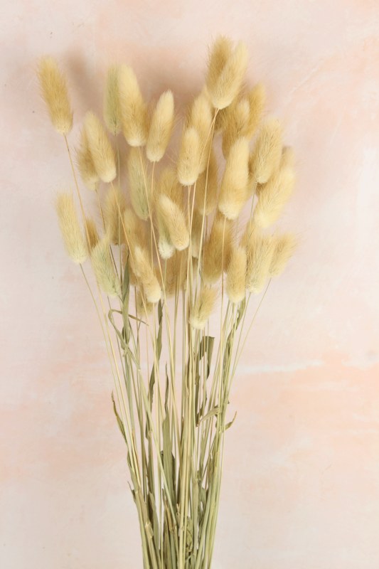 Picture of Lagurus Bundle Natural 50 Stems( approx)