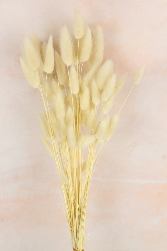 Picture of Lagurus Bundle Cream Bleached 50 Stems(approx)
