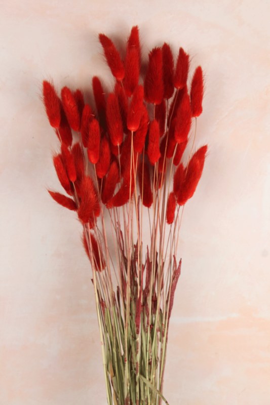 Picture of Lagurus Bundle Red 50 Stems(approx)