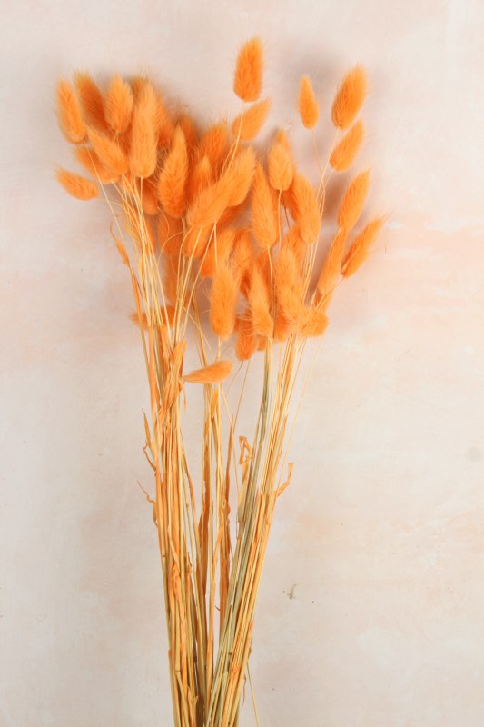 Picture of Lagurus Bundle Orange 50 Stems(approx)