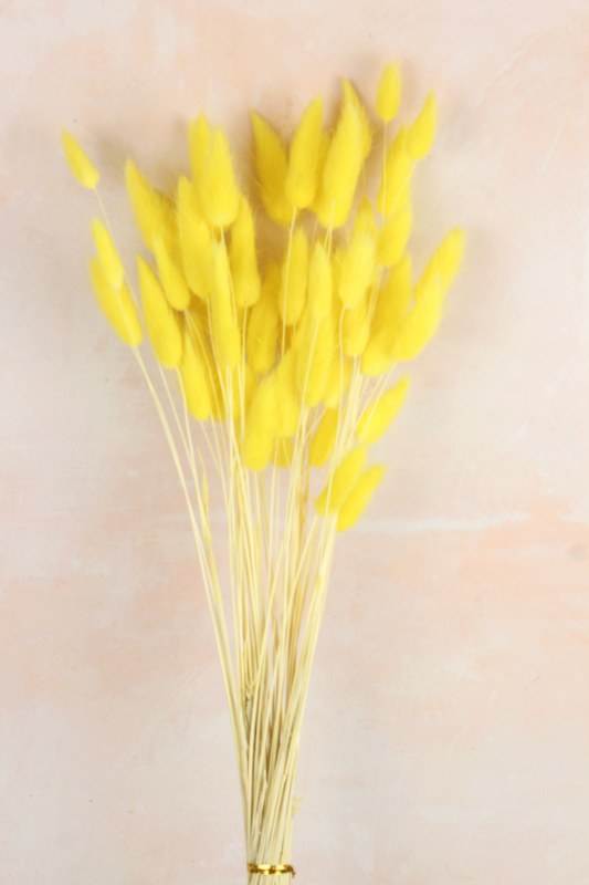 Picture of Lagurus Bundle Yellow 50 Stems(approx)
