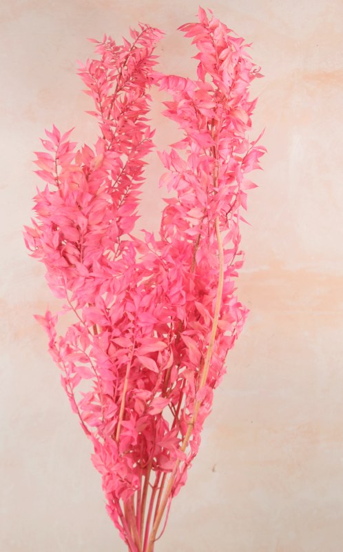 Dried Ruscus Bunch Pink