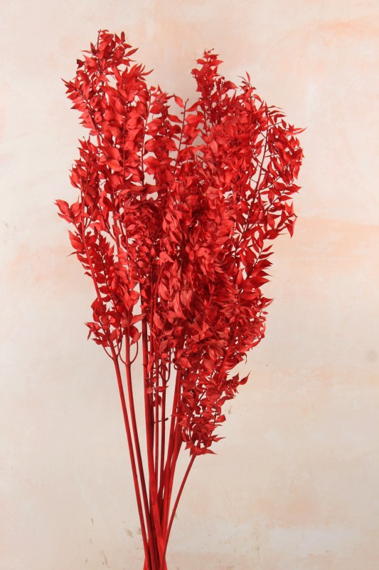 Dried Ruscus Bunch Red