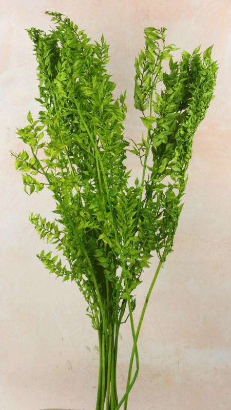 Dried Ruscus Bunch Green