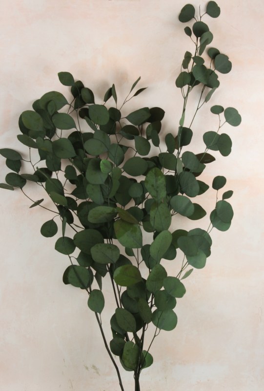 Picture of Preserved Eucalyptus Populus Green