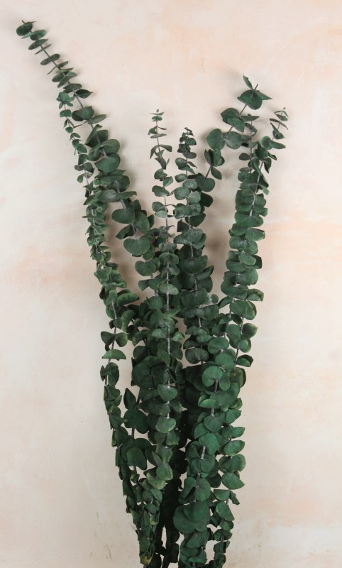 Picture of Preserved Eucalyptus Bundle