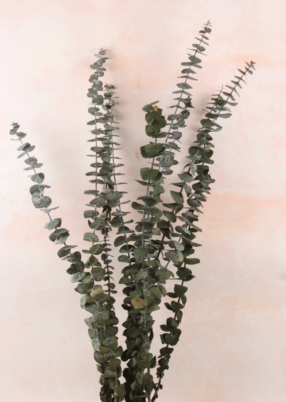 Preserved Eucalyptus Green