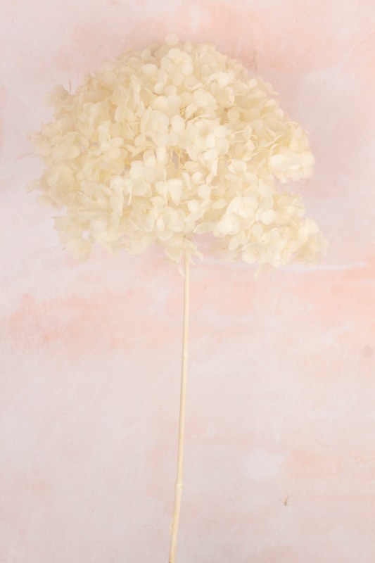Picture of Preserved Hydrangea Bleached 50cm
