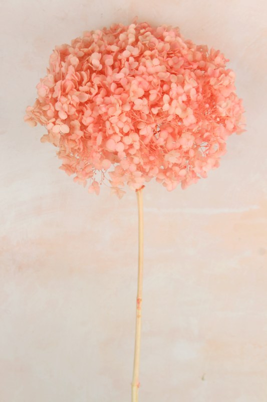 Picture of Preserved Hydrangea Pink 50cm