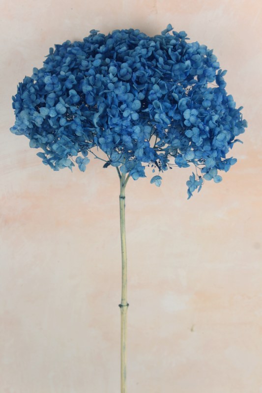 Preserved Hydrangea Blue 50cm