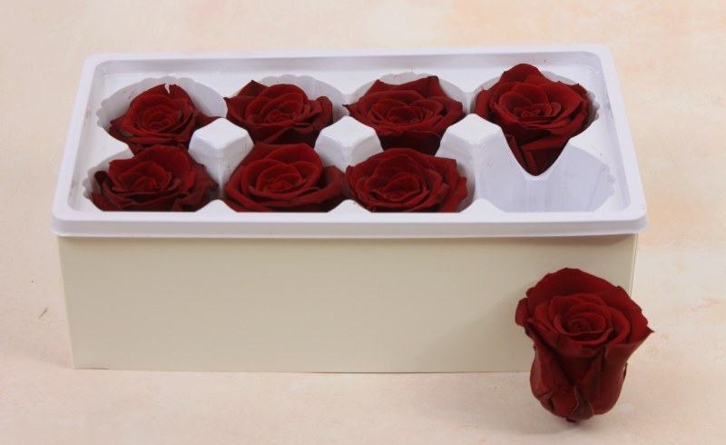 Preserved Roses( Box of 8) 6cm Burgundy