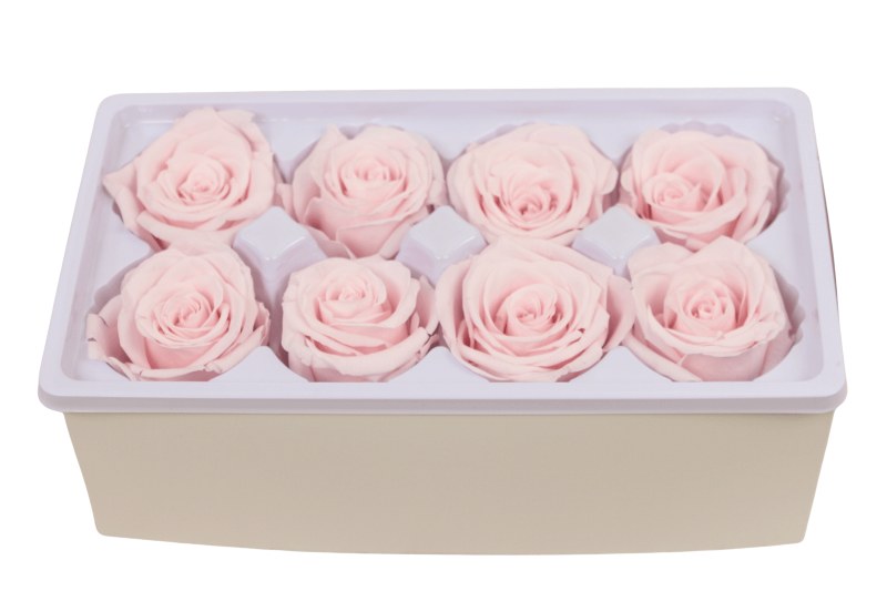 Preserved Roses( Box of 8) 6cm Pale Pink