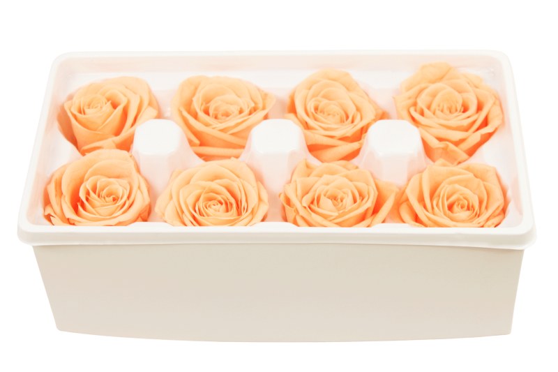 Preserved Roses( Box of 8) 6cm Peach