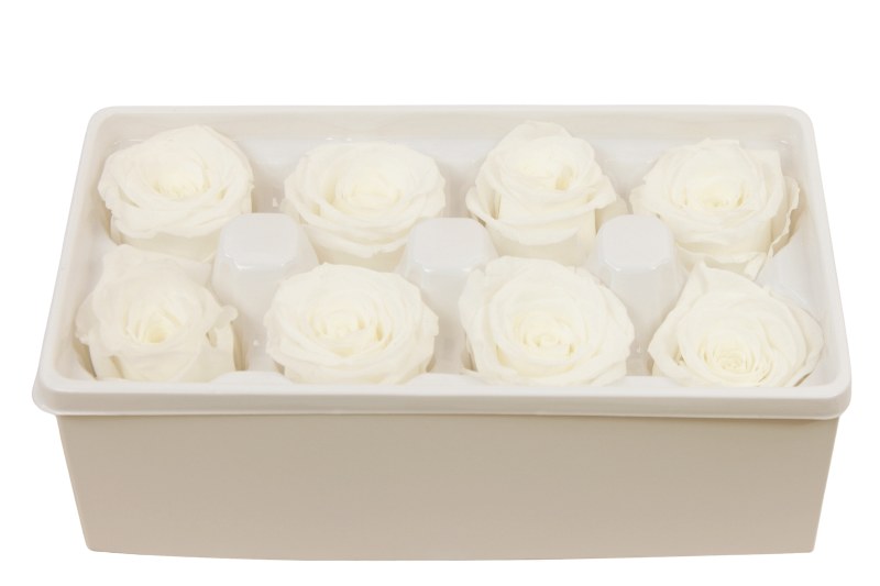 Preserved Roses( Box of 8) 6cm Pale Ivory