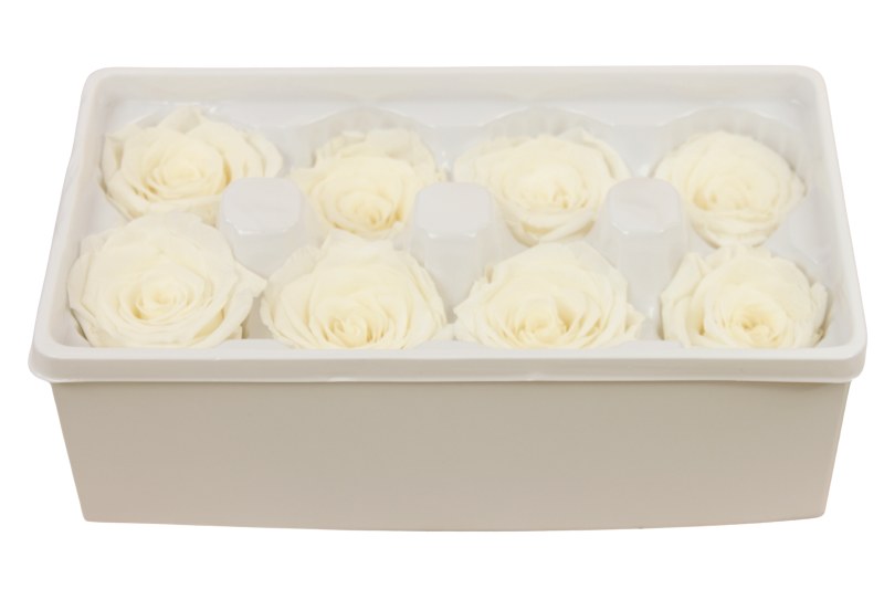 Preserved Roses( Box of 8) 6cm Cream