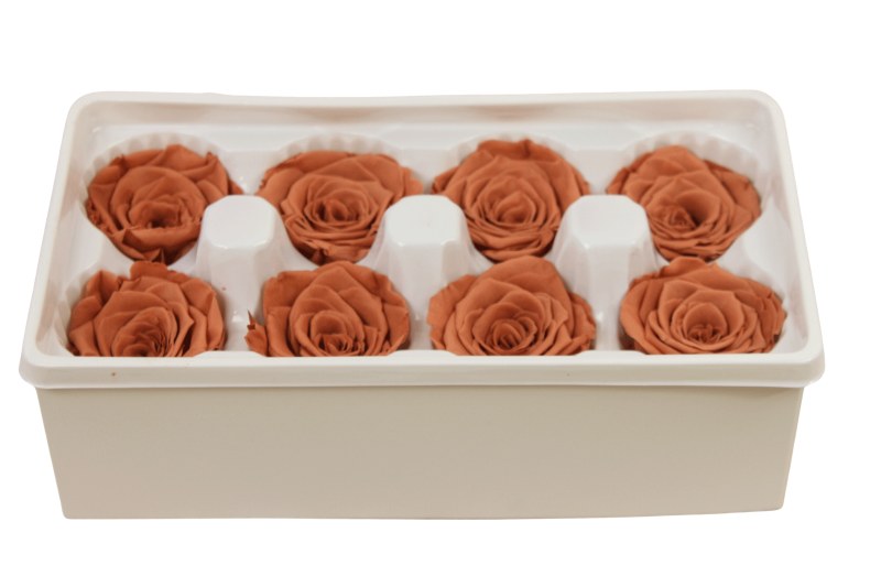 Preserved Roses( Box of 8) 6cm Mocha