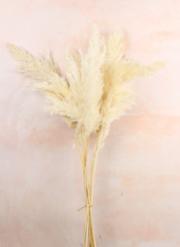 Bleached Dried Pampas Grass 75cm x 9 stems