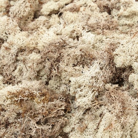 Finland moss natural 500grams