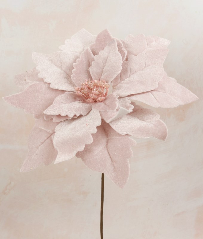 Picture of Velvet Poinsettia Blush 22cm