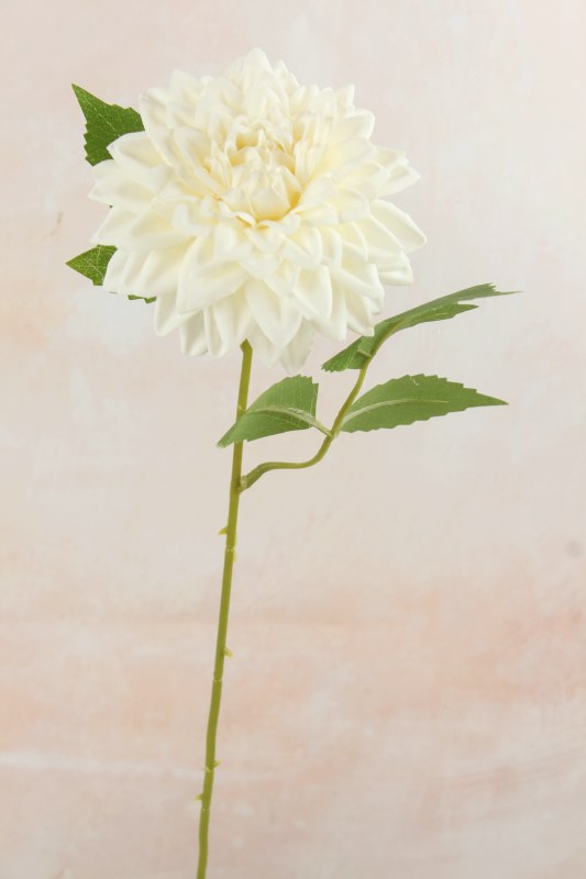 Picture of Dahlia Single Stem Ivory 50cm
