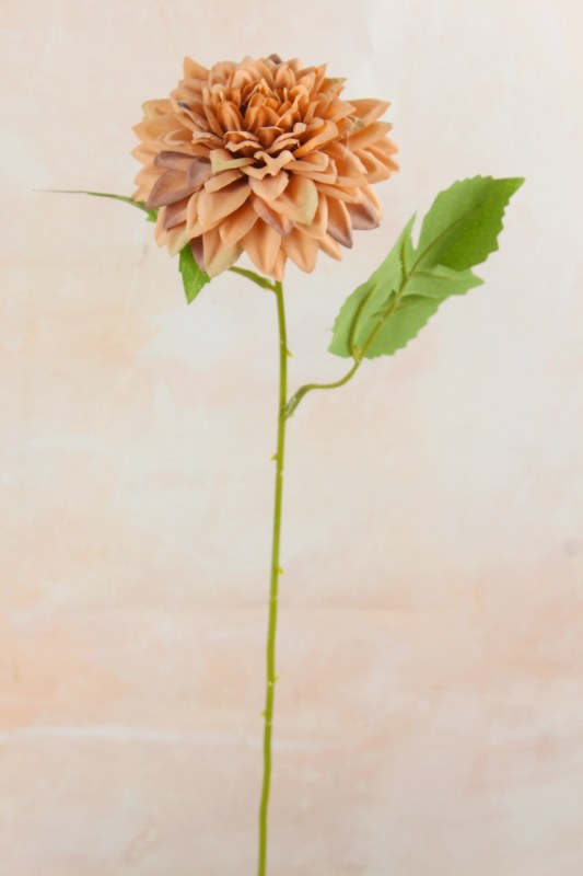 Picture of Dahlia Single Stem Peach 50cm