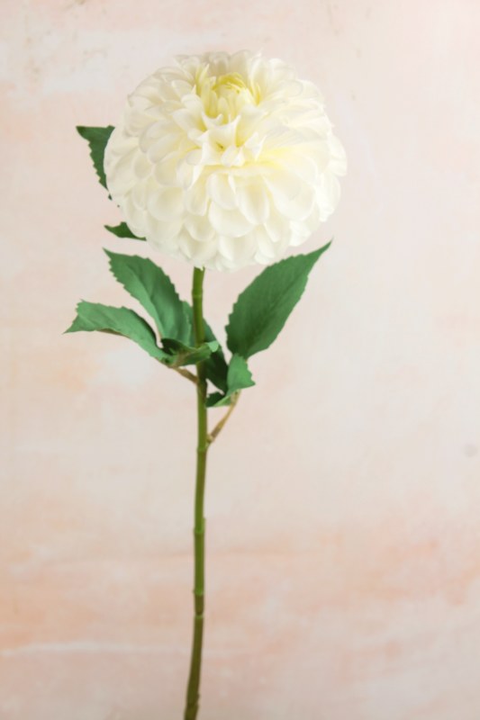 Pom Pom Dahlia Ivory 63cm