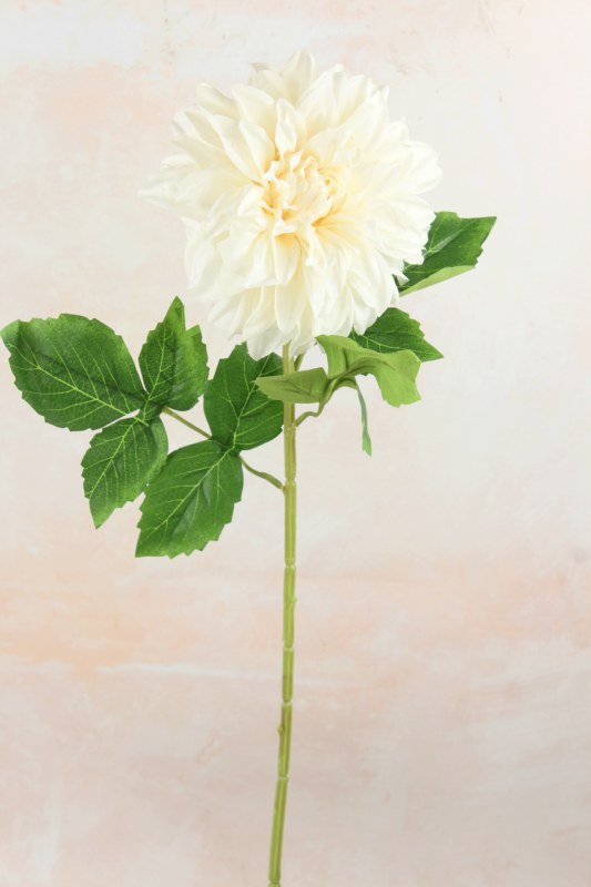 Picture of Dahlia Long Stem Ivory 73cm
