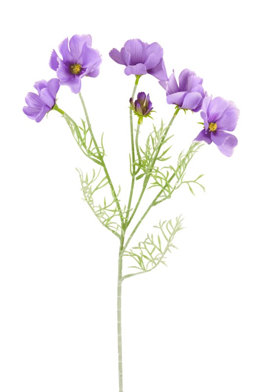 Artificial Cosmos Stem 60cm Blue- Faux Flower Spray( 6 Heads, Flocked stem)