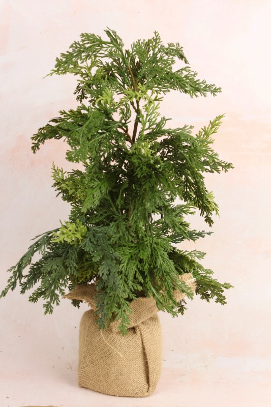Picture of Spruce Cedar Tree 20"