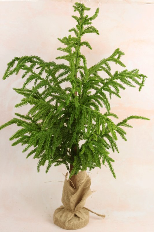Picture of Faux Norfolk Pine Spruce Tree 36"