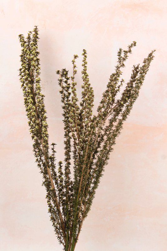 Preserved Teatree stems 50-60cm 75g