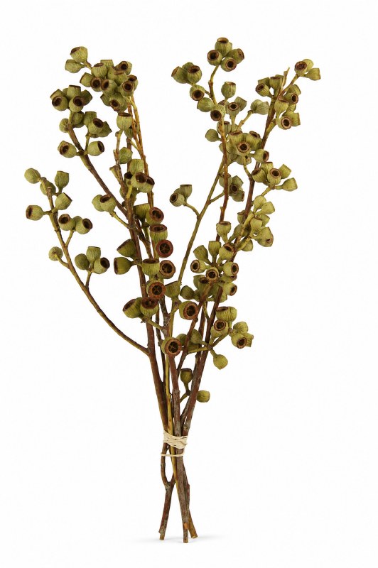 Dried Ambernut Branch x 5 Stems Natural