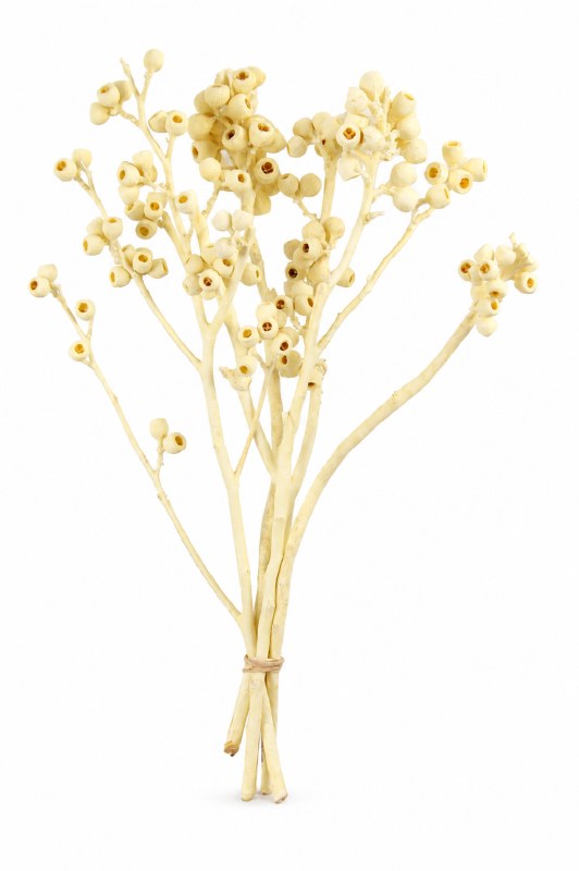 Dried Ambernut Branch x 5 Bleached
