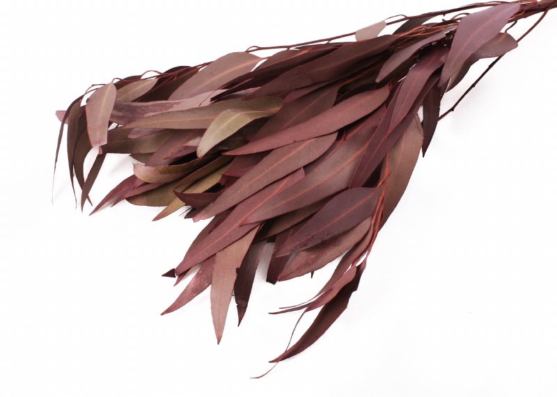 Eucalyptus Willow Bordeaux 40-50cm 75g