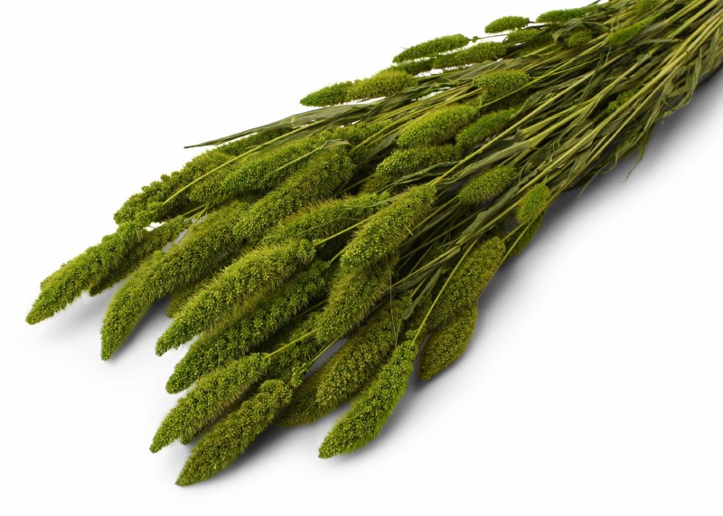 Dried Setaria Basil 50cm/60cm 75g