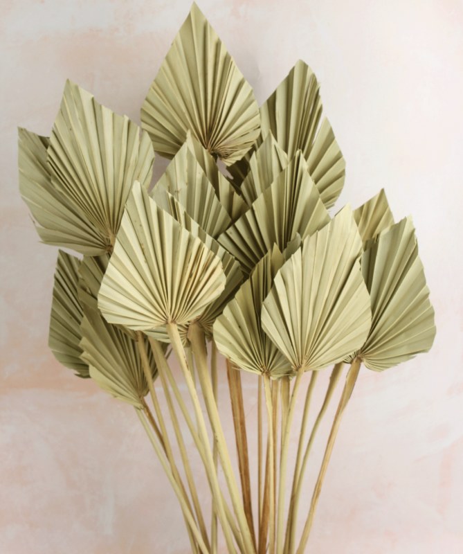 Picture of Dried PalmSpear x 20 Natural